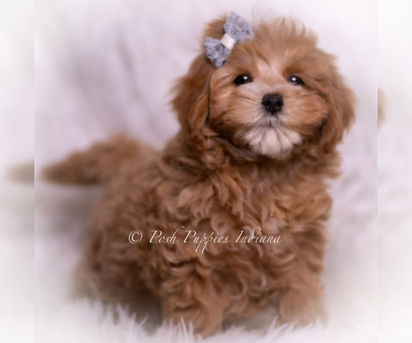 Medium Photo #61 Maltipoo (Toy) Puppy For Sale in WARSAW, IN, USA