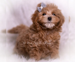 Small Photo #61 Maltipoo (Toy) Puppy For Sale in WARSAW, IN, USA
