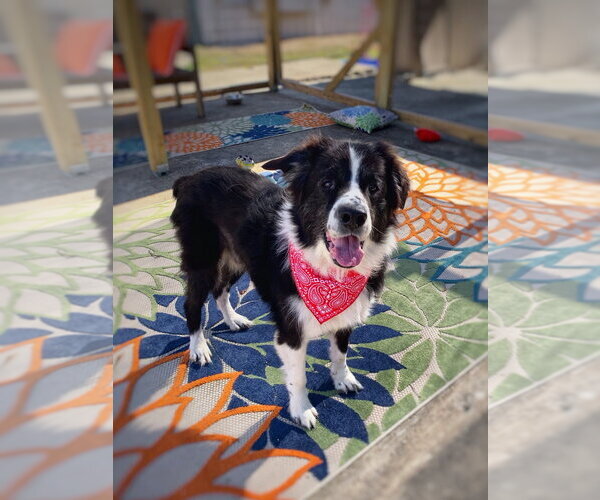 Medium Photo #2 Mutt Puppy For Sale in San Leon, TX, USA