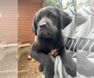 Labrador Retriever-Saint Bernard Mix Puppy for sale in VANCOUVER, WA, USA
