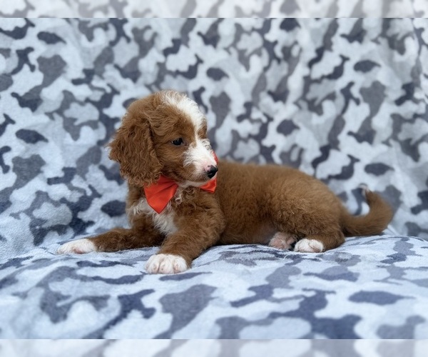 Medium Photo #9 Goldendoodle (Miniature) Puppy For Sale in LAKELAND, FL, USA