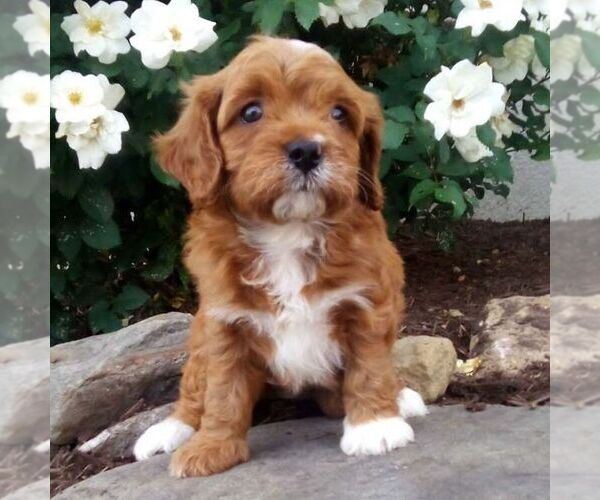 Medium Photo #1 Cavapoo (Miniature) Puppy For Sale in GORDONVILLE, PA, USA