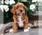 Image preview for Ad Listing. Nickname: Marla