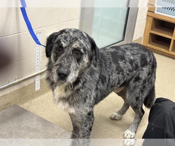 Medium Photo #1 Catahoula Leopard Dog-Unknown Mix Puppy For Sale in Grand Prairie, TX, USA