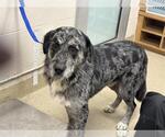 Small Catahoula Leopard Dog Mix