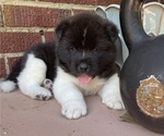 Puppy Rockwell Akita