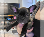 Small Photo #3 French Bulldog Puppy For Sale in FONTANA, CA, USA