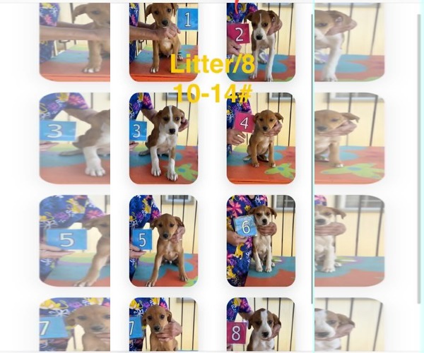 Medium Photo #4 Mutt Puppy For Sale in Mechanicsburg, PA, USA