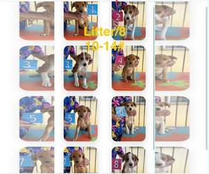 Unknown-Vizsla Mix Dogs for adoption in Mechanicsburg, PA, USA