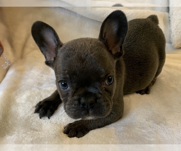 Medium Photo #1 French Bulldog Puppy For Sale in JOHNS ISLAND, SC, USA