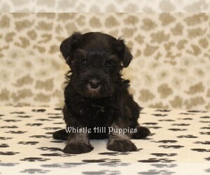Schnauzer (Miniature) Puppy for sale in DENVER, PA, USA