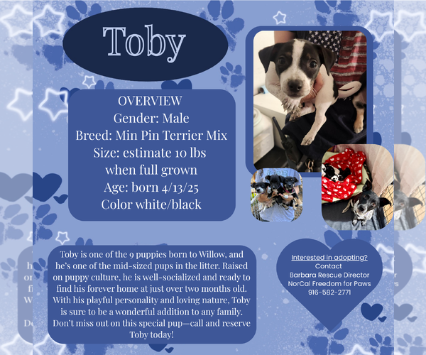 Medium Photo #1 Miniature Pinscher Puppy For Sale in Rancho Cordova, CA, USA
