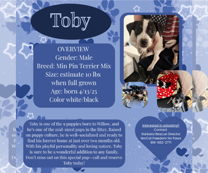 Miniature Pinscher Dogs for adoption in Rancho Cordova, CA, USA