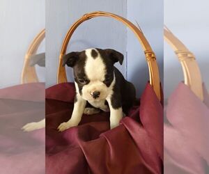 Boston Terrier Puppy for Sale in COVENTRY, Rhode Island USA