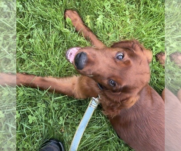 Medium Photo #1 Irish Setter Puppy For Sale in ONEONTA, NY, USA