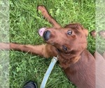 Black collar - Male Irish Setter Puppy for Sale - Small photo