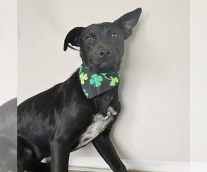 Mutt Dogs for adoption in San Antonio, TX, USA
