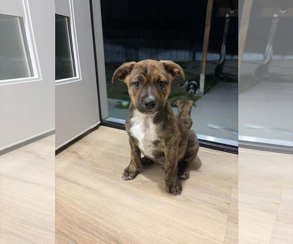 Medium Photo #1 Mutt Puppy For Sale in MIDWAY, UT, USA