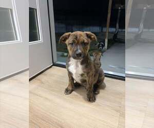 Mutt Dogs for adoption in MIDWAY, UT, USA