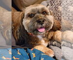 Small Photo #1  Puppy For Sale in , 