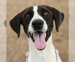 Pointer-Unknown Mix Dogs for adoption in San Antonio, TX, USA