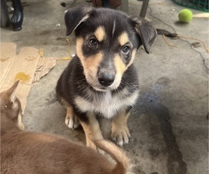 Australian Shepherd-German Shepherd Dog Mix Puppy for sale in COMPTON, CA, USA