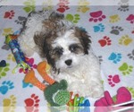 Small Photo #16 Shih-Poo Puppy For Sale in ORO VALLEY, AZ, USA