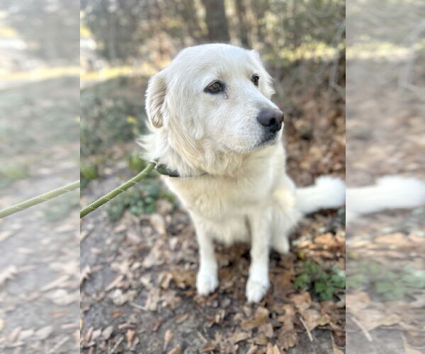 Medium Photo #15 Great Pyrenees Puppy For Sale in Spring, TX, USA