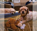 Small #3 Shih-Poo
