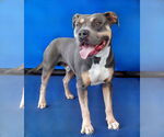 Small #1 American Staffordshire Terrier