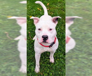 Mutt Dogs for adoption in Akron, OH, USA