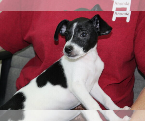 Medium Photo #3 Rat Terrier-Unknown Mix Puppy For Sale in Prattville, AL, USA
