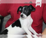 Small #2 Rat Terrier Mix