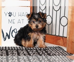 Yorkshire Terrier Puppy for sale in NAPLES, FL, USA