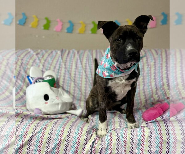 Medium Photo #3 Mutt Puppy For Sale in Fargo, ND, USA