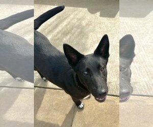 Labrador Retriever-Unknown Mix Dogs for adoption in Newport Beach, CA, USA