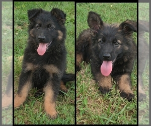 German Shepherd Dog Puppy for sale in COUCH, MO, USA
