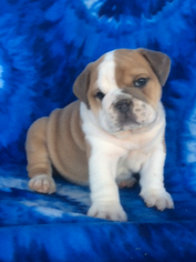 English Bulldogge Puppy for sale in EPHRATA, PA, USA