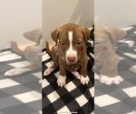 Small #12 American Staffordshire Terrier-Labrador Retriever Mix
