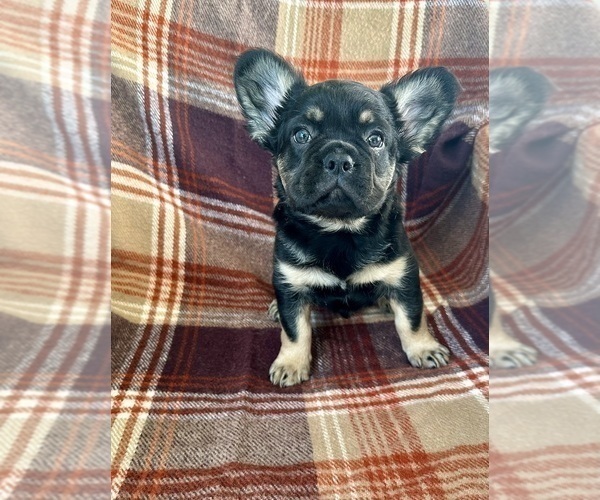 Medium Photo #2 French Bulldog Puppy For Sale in NEWTON, NJ, USA