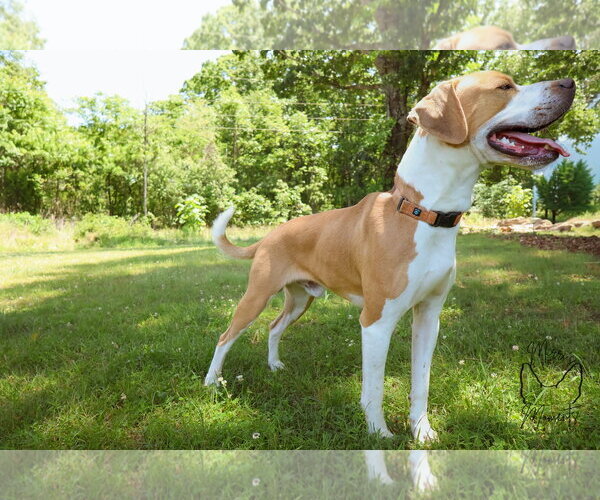 Medium Photo #2 Boxer-Unknown Mix Puppy For Sale in Rustburg, VA, USA