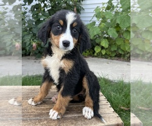 Bernese Mountain Dog Puppy for sale in MIDDLEBURY, IN, USA