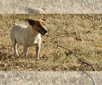 Small Photo #1 Jack Russell Terrier Puppy For Sale in REDFIELD, KS, USA