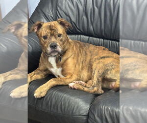 Boxer-Unknown Mix Dogs for adoption in Mundelein, IL, USA