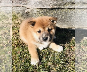 Shiba Inu Puppy for sale in ARCOLA, IL, USA