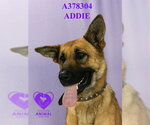Small #1 German Shepherd Dog