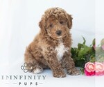 Small #4 Poochon