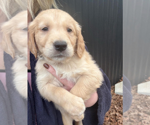 Golden Retriever Puppy for sale in APPOMATTOX, VA, USA