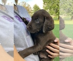 Small Photo #1 Labrador Retriever Puppy For Sale in BRODHEAD, KY, USA
