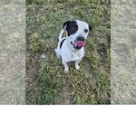 Small #4 Staffordshire Bull Terrier Mix